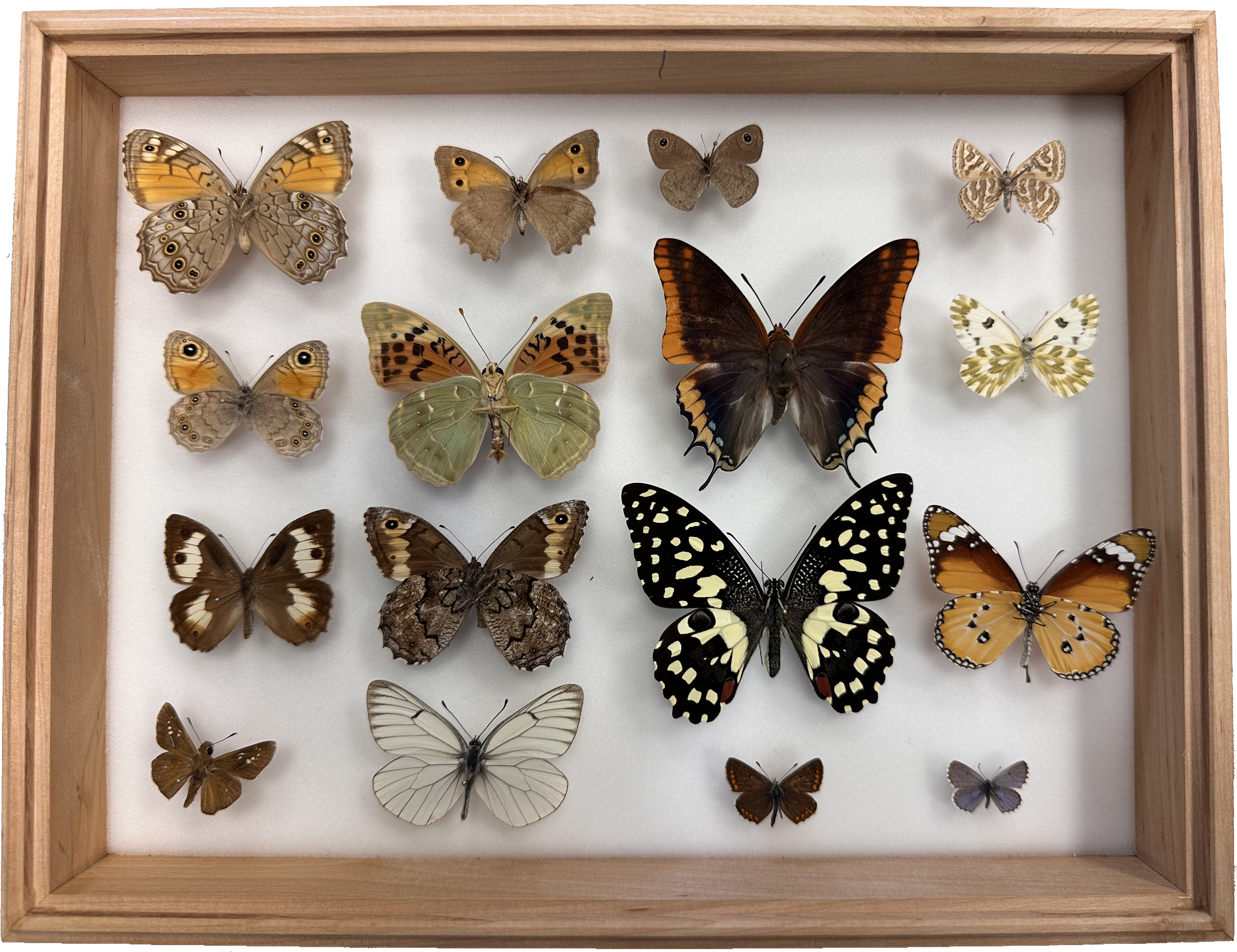 Specimens